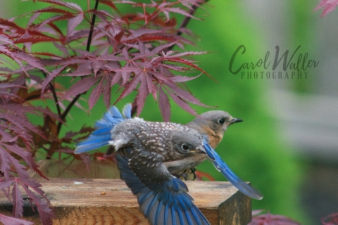 First Flight For Baby Blue First Flight For Baby Blue