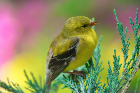 Spring Awakens Spring Awakens